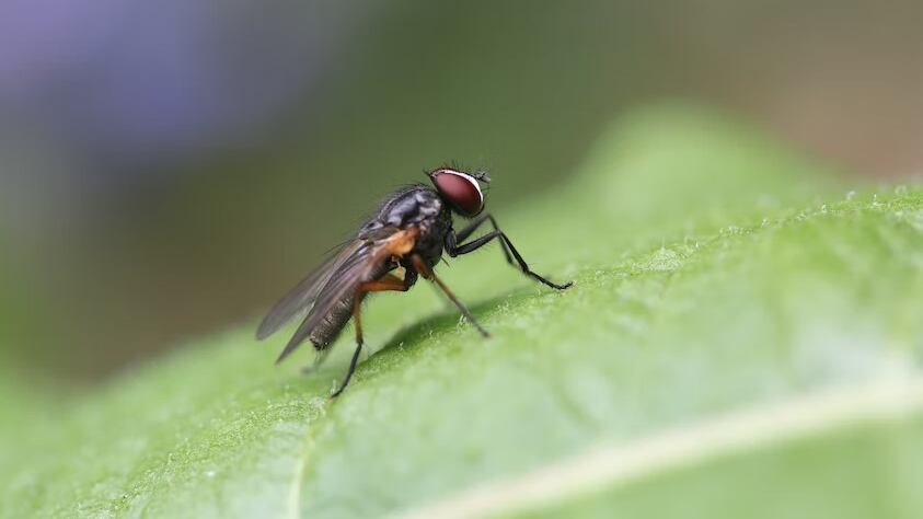 Aplica este remedio casero contra las moscas y prueba si funciona