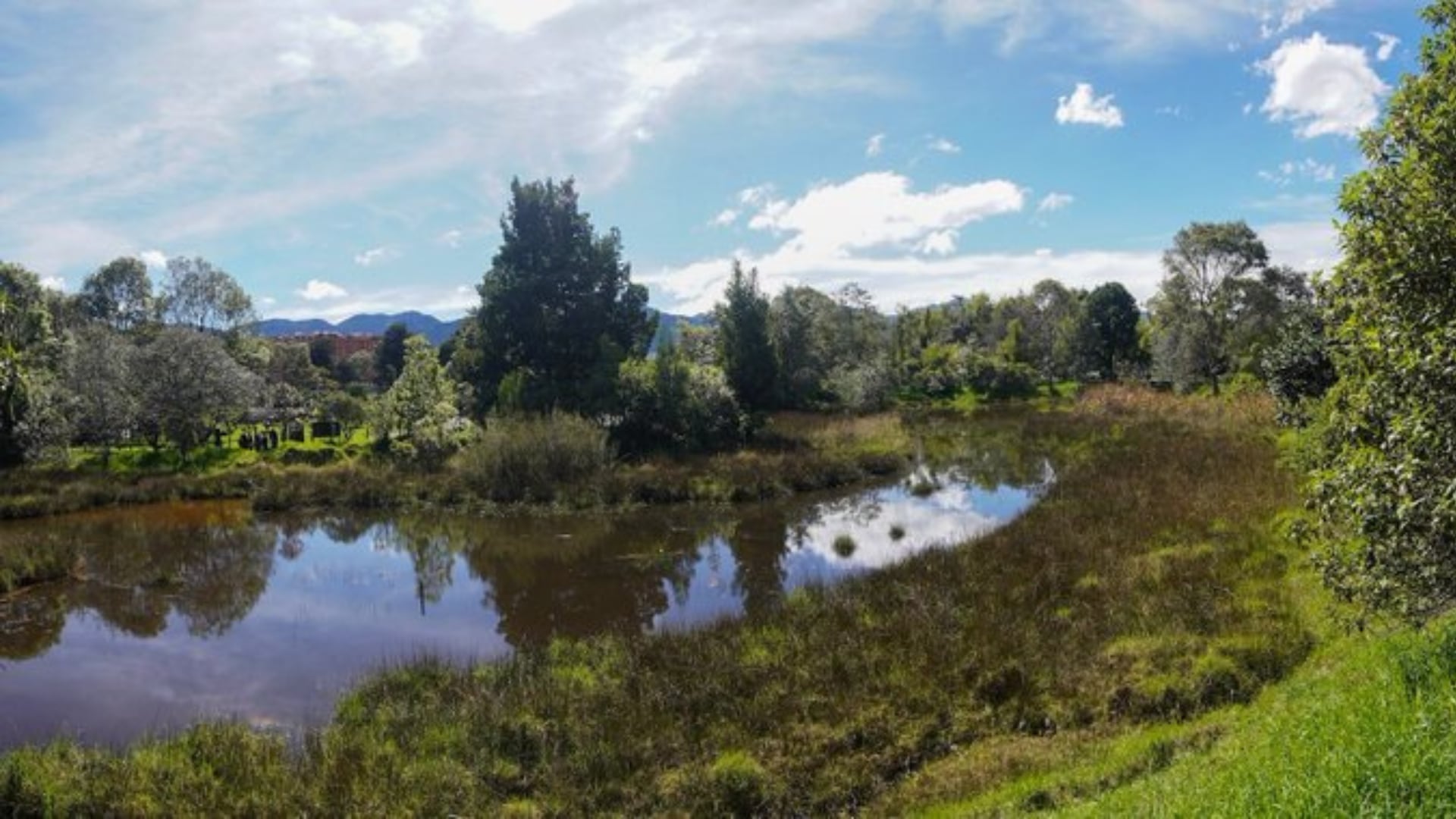 “Nuestros Humedales Viven”: La ambiciosa agenda gratuita para descubrir la fauna secreta de Bogotá