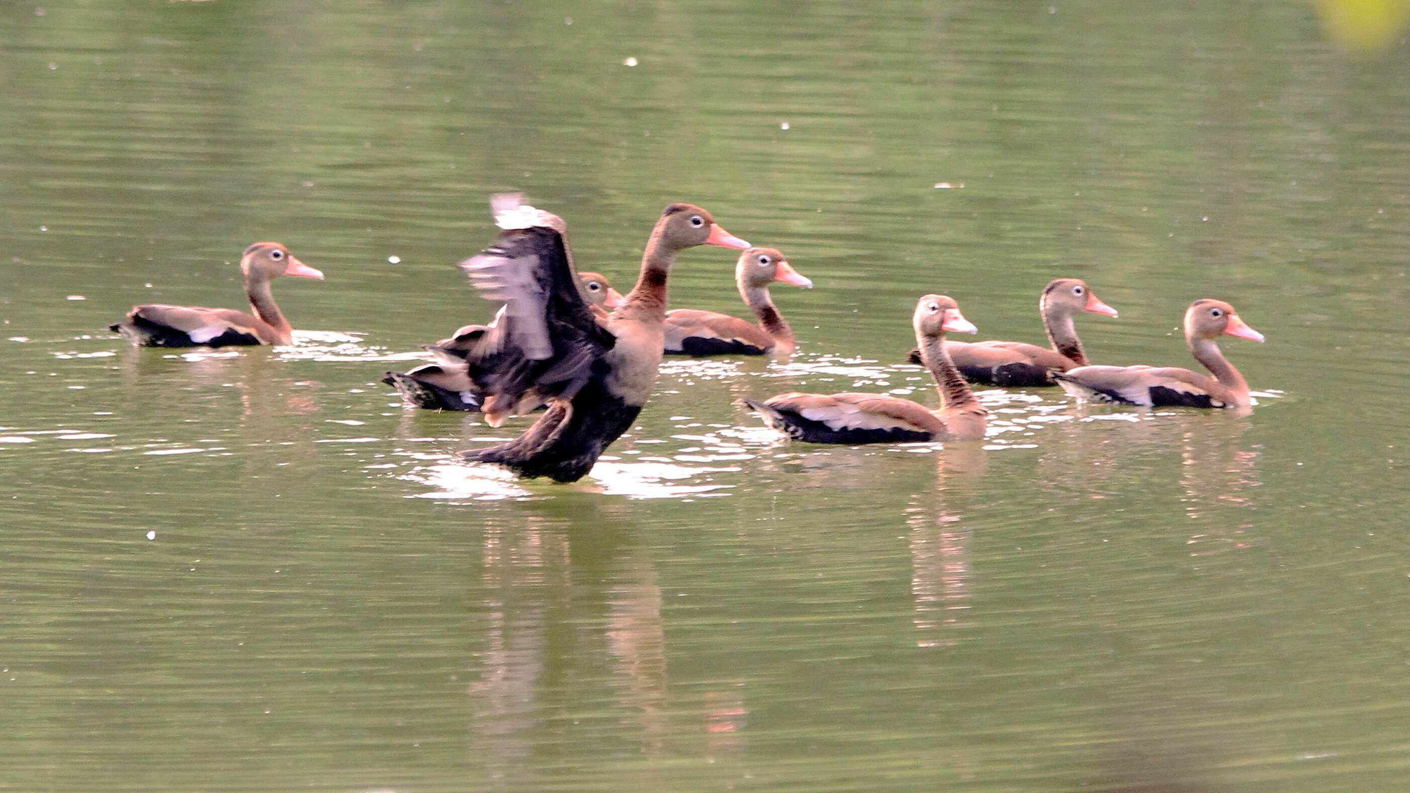 La historia detrás del Ecoparque las Garzas en Cali.