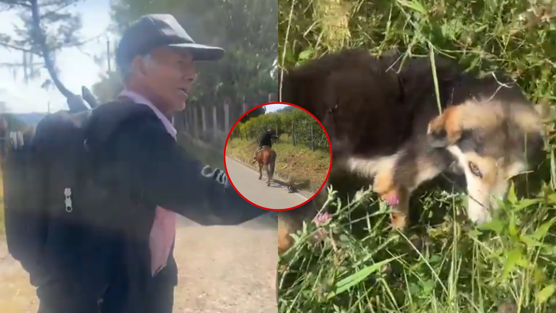 Adulto mayor maltratador de animales - Fotos: Capturas de videos de una grabación hecha por una ciudadana en Boyacá tomadas el 2 de octubre del 2025