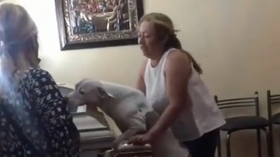 perrito llorando en ataud pantallazo tomado de instagram