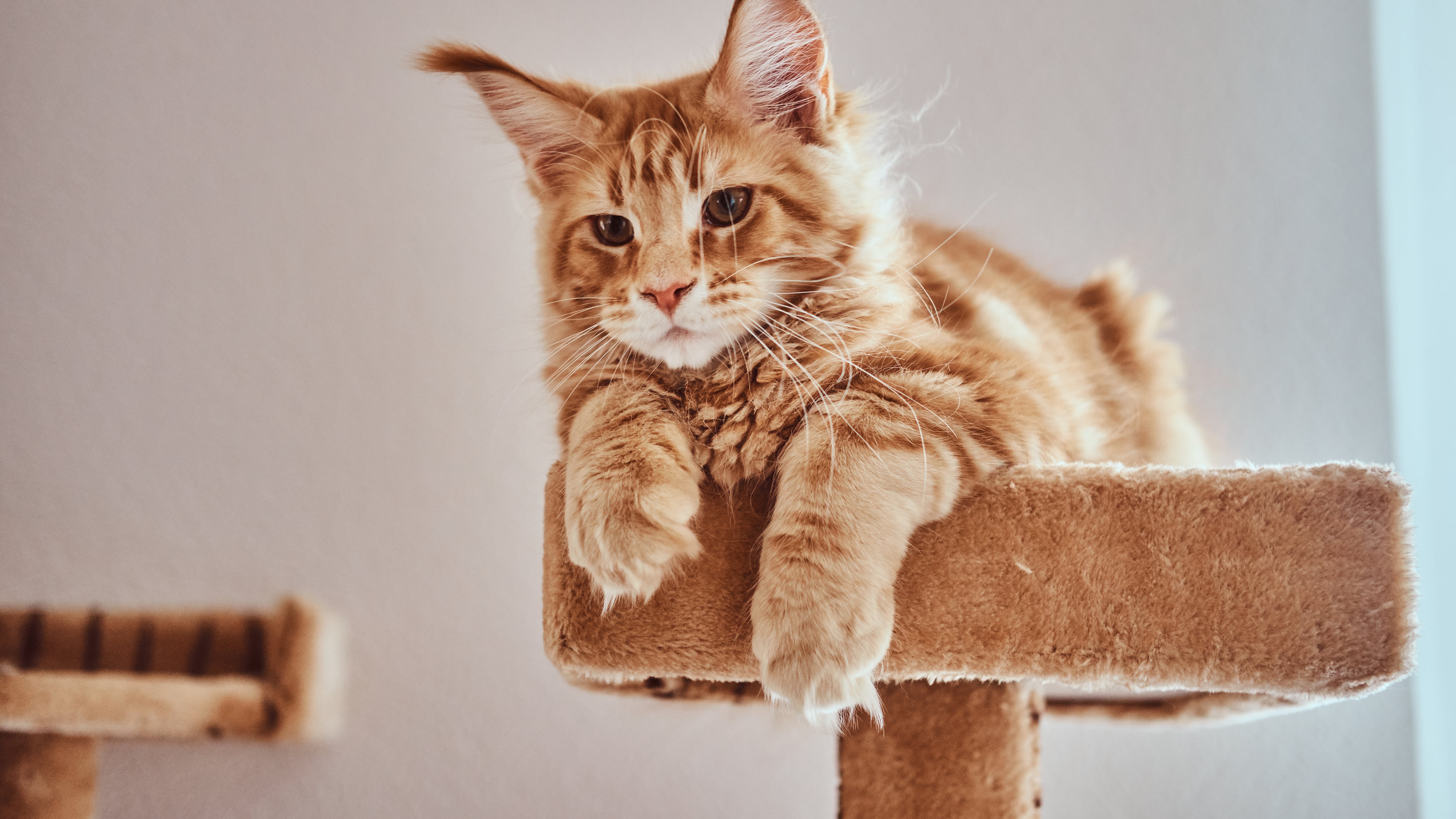 Alimentación para gatos recomendaciones