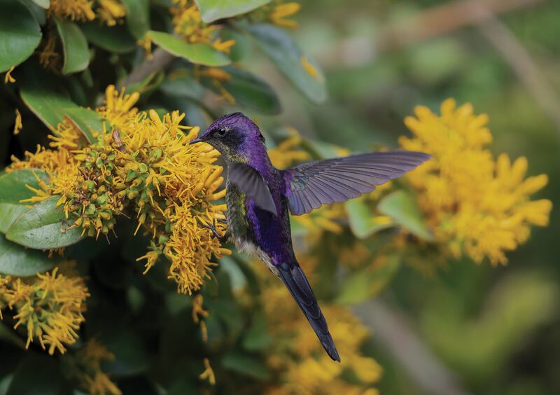 Foto de Cristian Valencia, plantas para aves (Caldas).