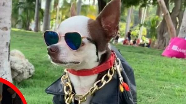 Es un perro muy coqueto