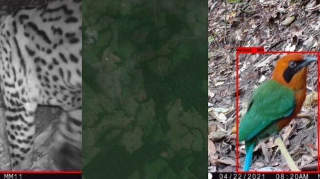 Imágenes del proyecto Guacamaya.