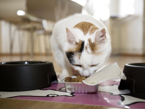 Mascotas: Aprenda a leer la tabla nutricional del alimento concentrado de su mascota