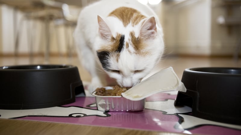 Alimentación mascotas