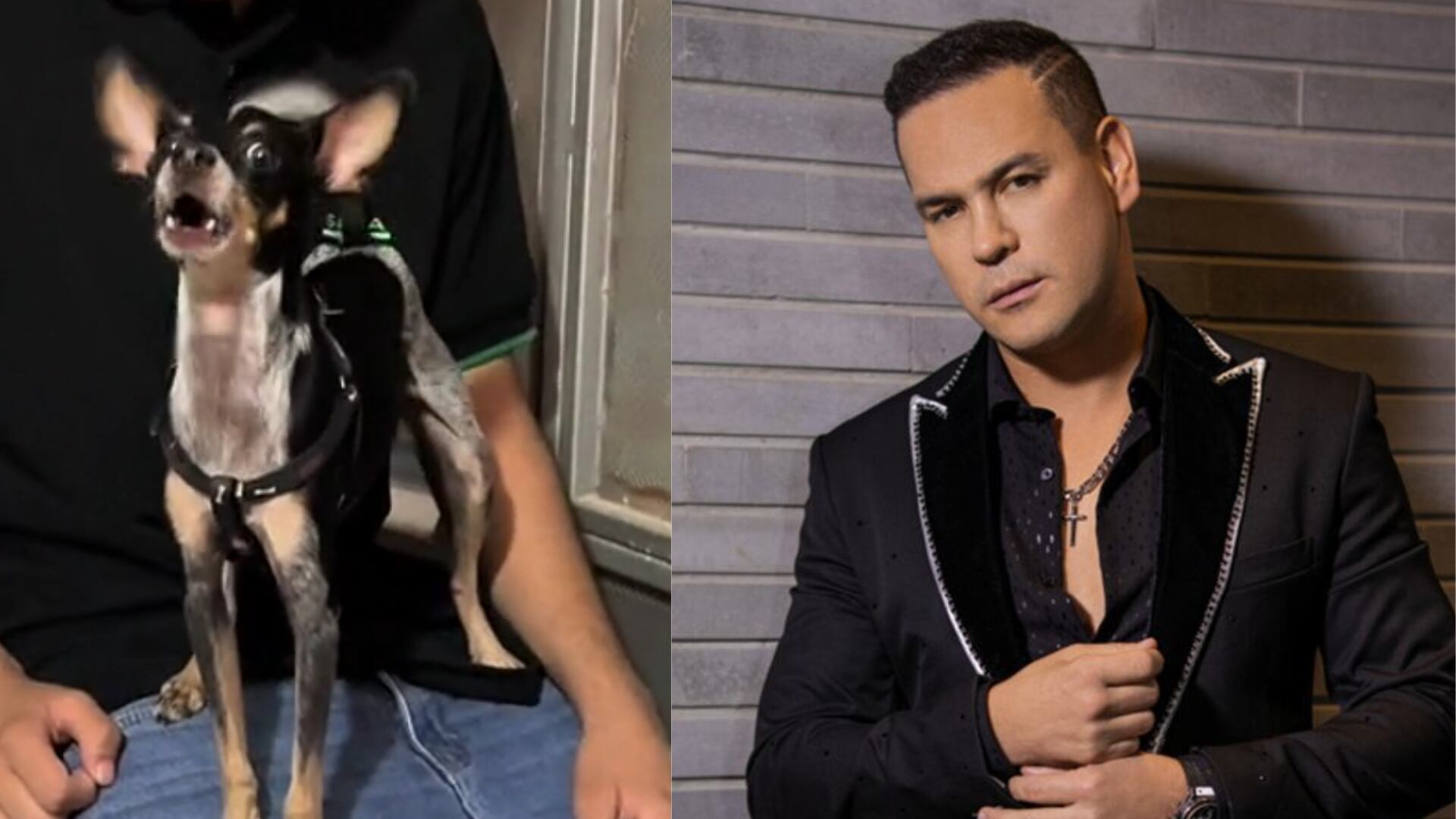 ‘Perrito’ se vuelve viral en TikTok por aullar canción de Joaquín Guiller