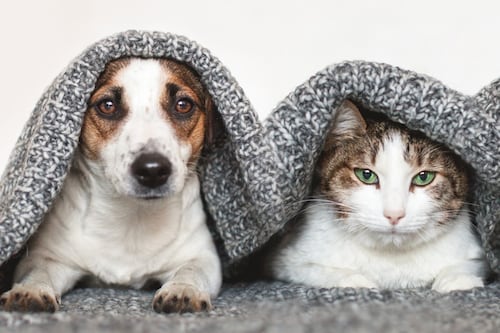 Esterilizaciones gratis para mascotas en Bogotá: fechas, lugares y cómo registrarse