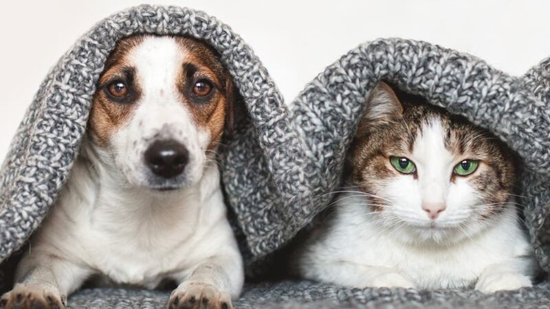 Esterilizaciones gratis para mascotas en Bogotá: fechas, lugares y cómo registrarse