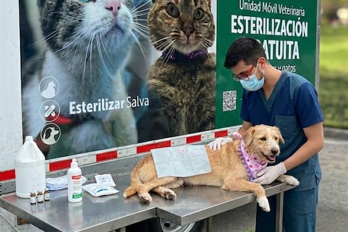 Alcaldía de Bogotá abrió 4.000 cupos para esterilización gratuita de mascotas para este mes e marzo