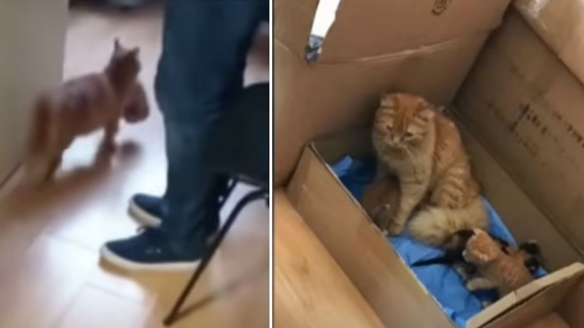 Una gata lleva a sus crías enfermas al veterinario para salvarles la vida