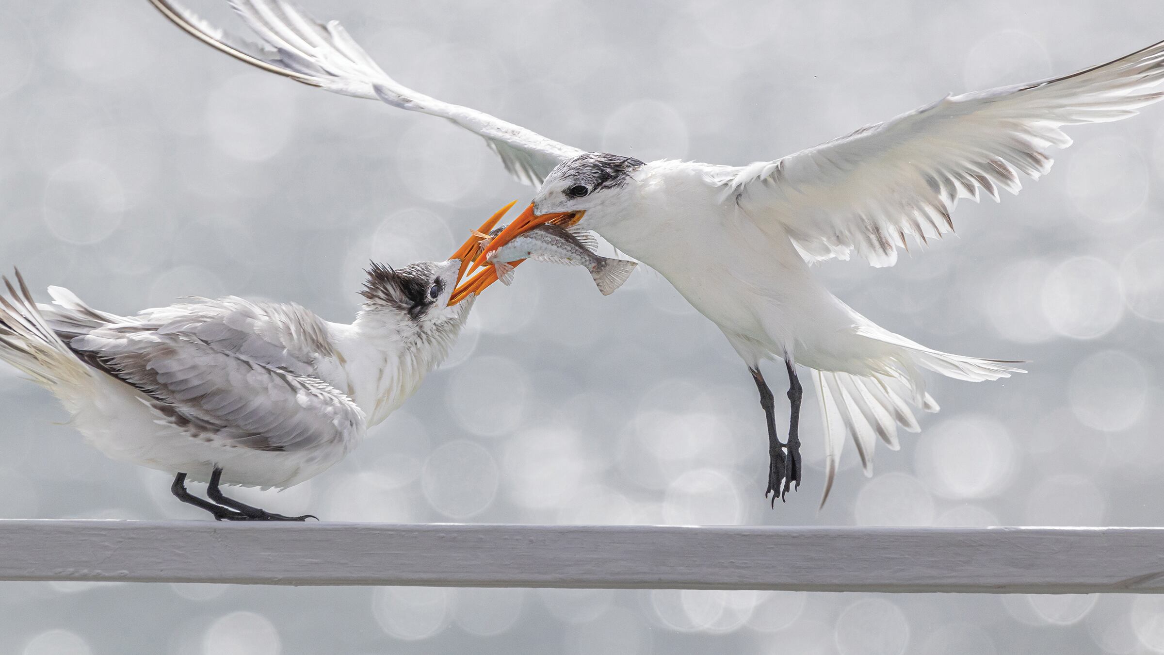 Foto de Jacobo Giraldo Trejos, pájaros sin fronteras (San Andrés y Providencia).