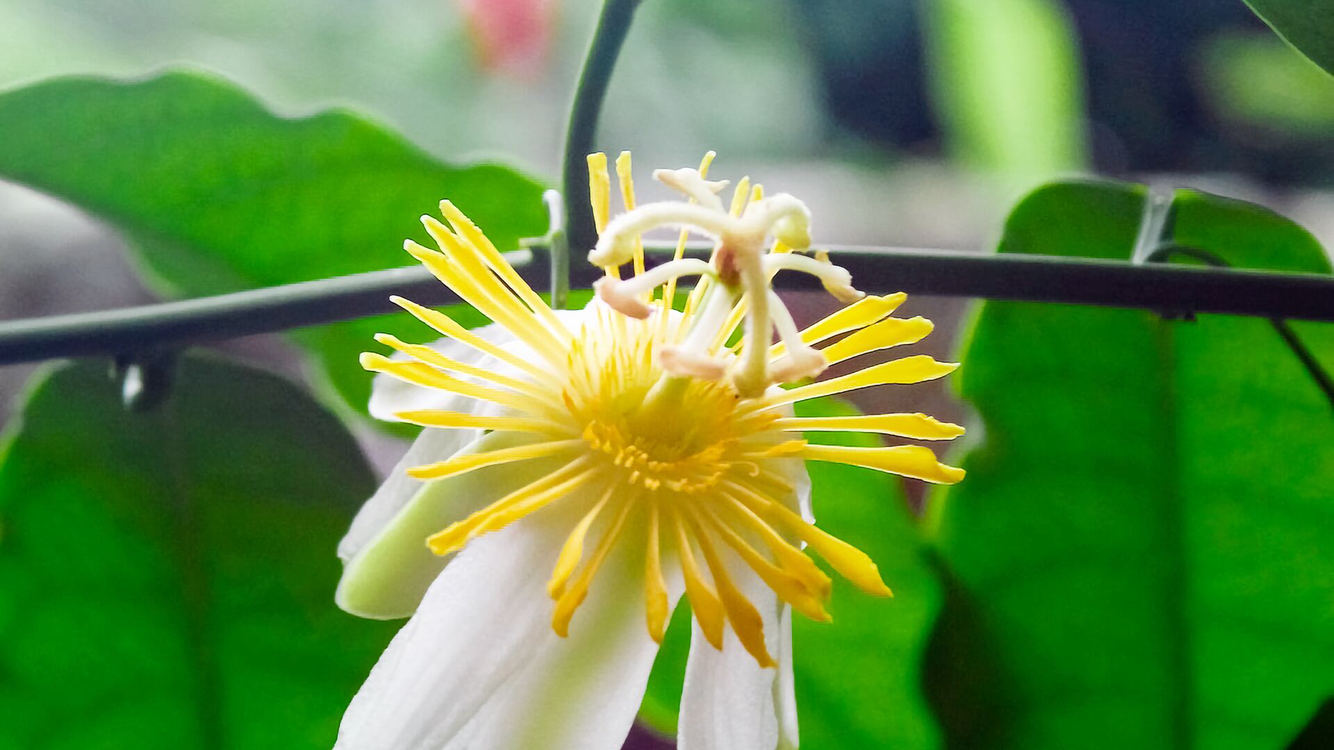 Foto luchan por recuperar el moribundo bosque y laboratorio del sabio José Celestino Mutis en Mariquita, Tolima .