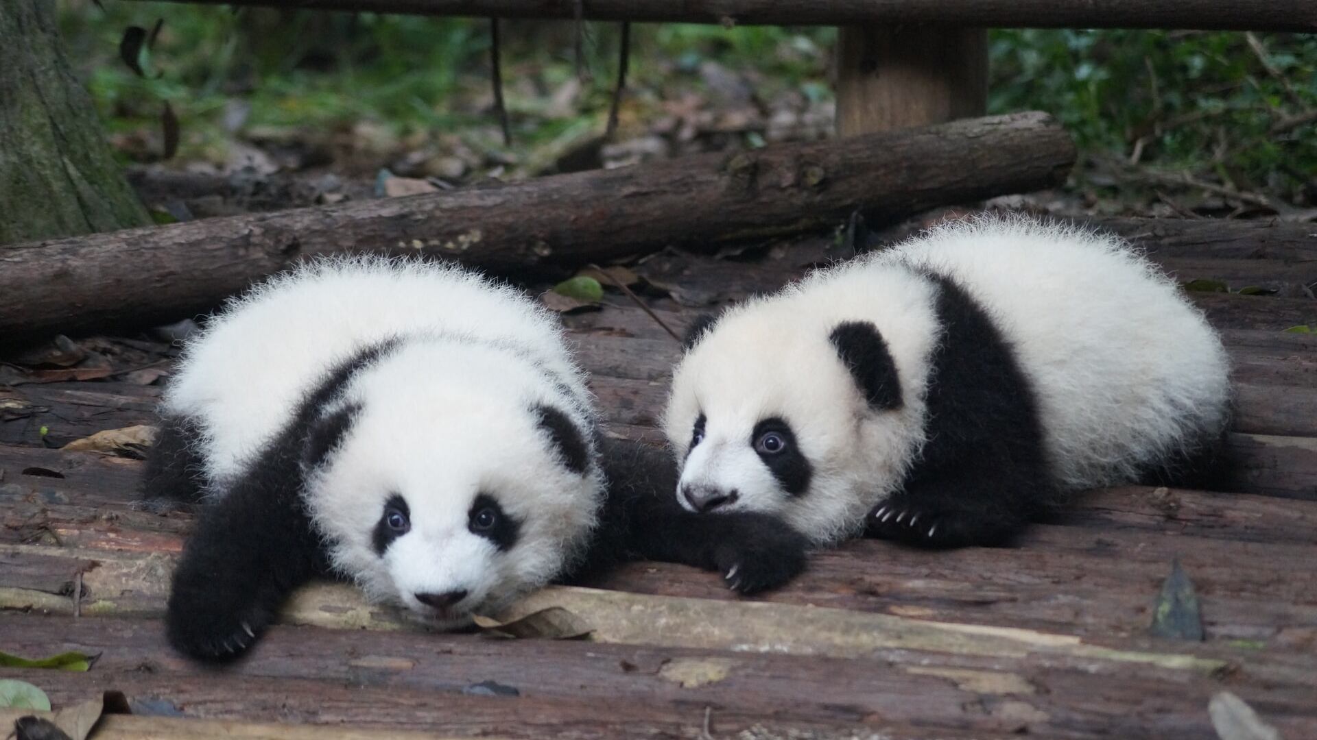 Pandas