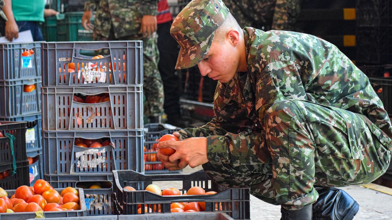 A Cali llegaron las primeras cosechas de tomates cultivadas por agricultores que se dedicaban al cultivo ilícito en el Cauca.