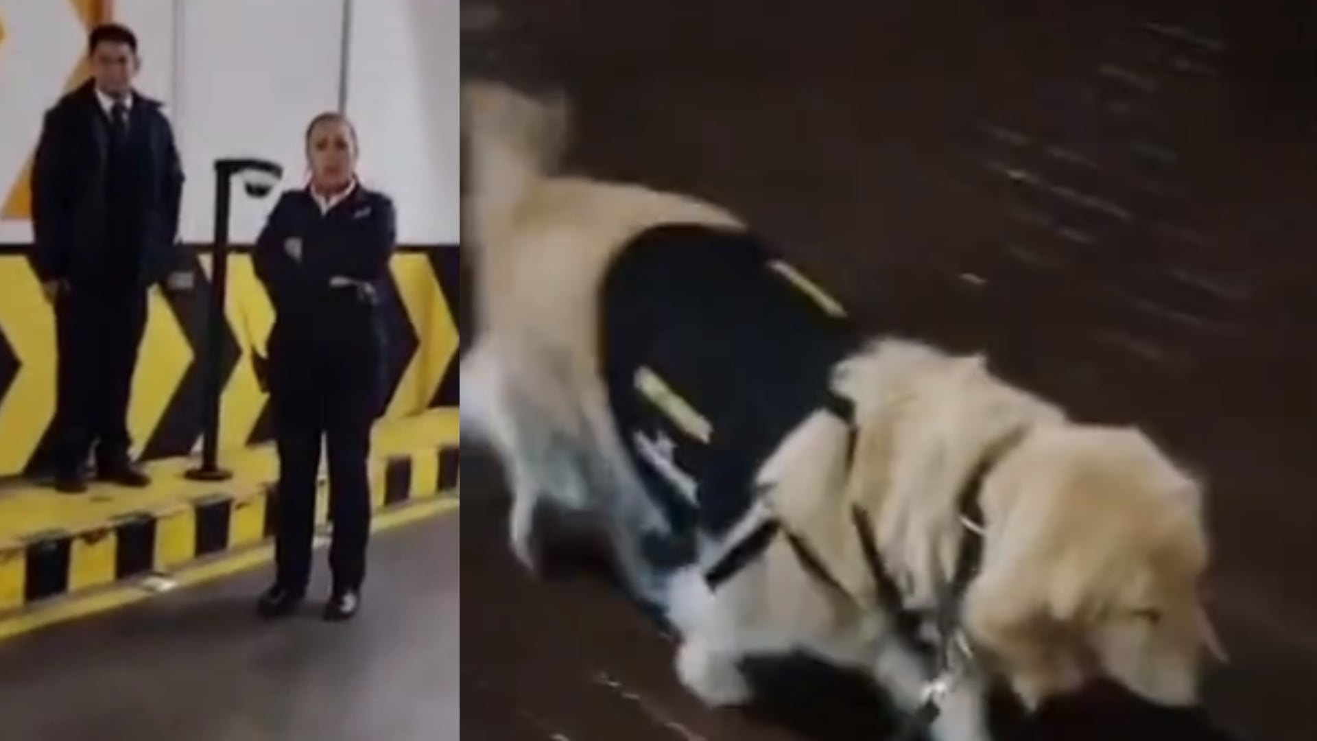 Guarda canino en Bogotá enfrentó a supervisora por hacerlo mojar junto al perro