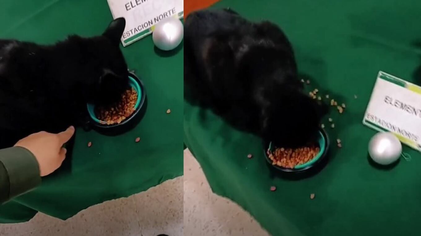La Policía de Colombia acusa al gato de haber dañado unos árboles de Navidad y tras su detección lograron recuperar material robado por el minino.