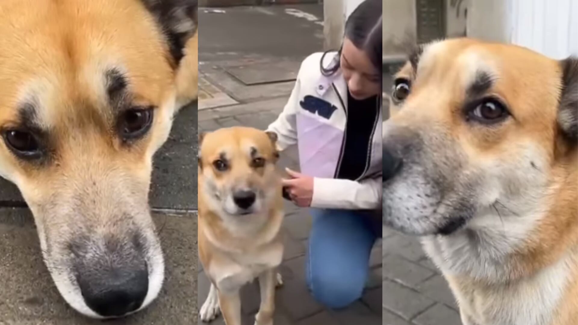 Aberrante: perrito fue víctima de abuso sexual por hombre en el barrio Patio Bonito, “su carita de tristeza”