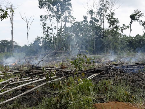 Salvavidas para la selva: El ambicioso plan de Colombia y Europa para proteger los bosques hasta 2030