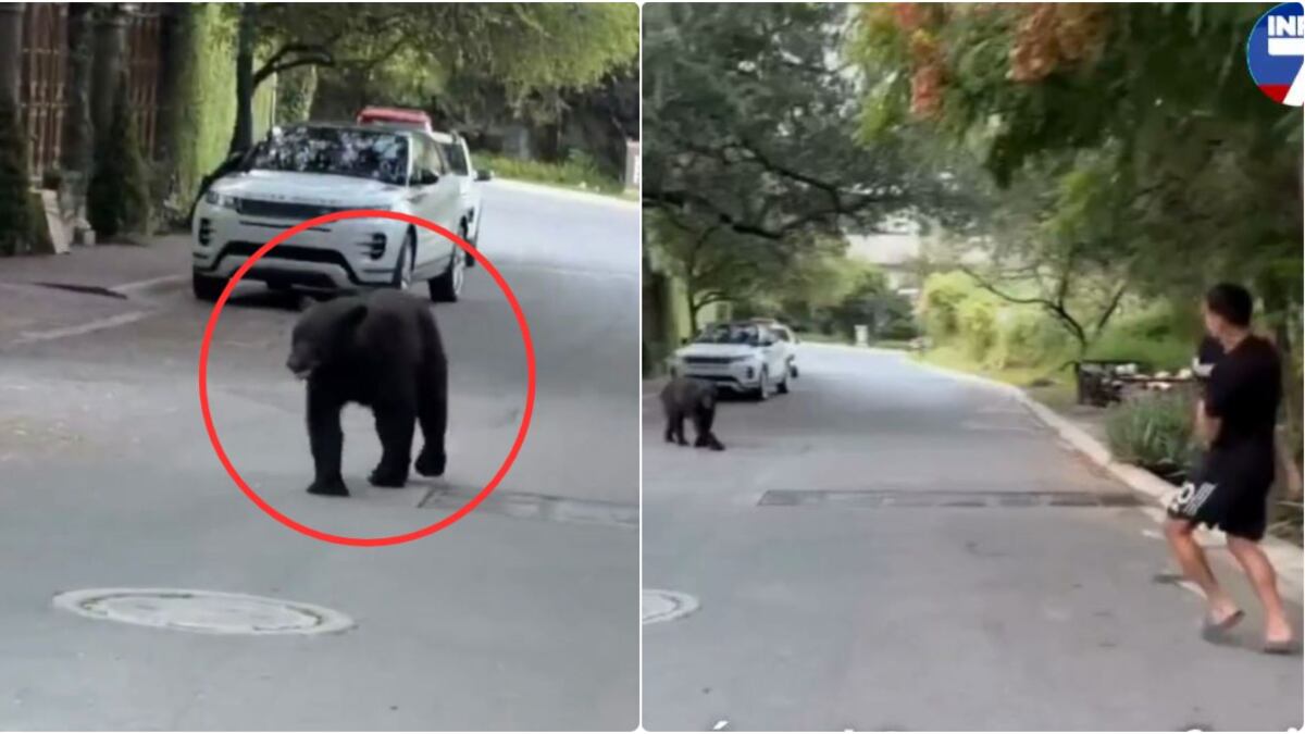 Ángel Correa, campeón del mundo con Argentina, se encontró de frente con un oso