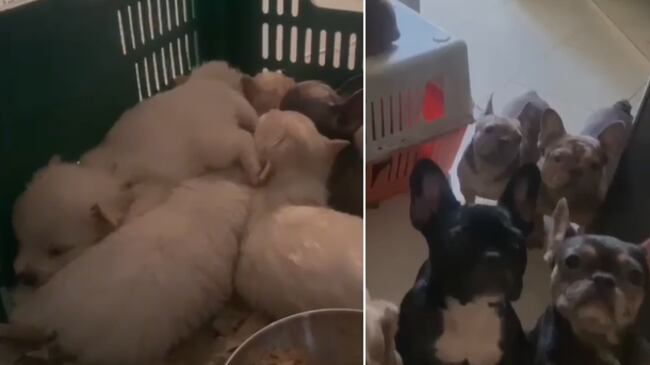 Rescate de perros en criadero clandestino