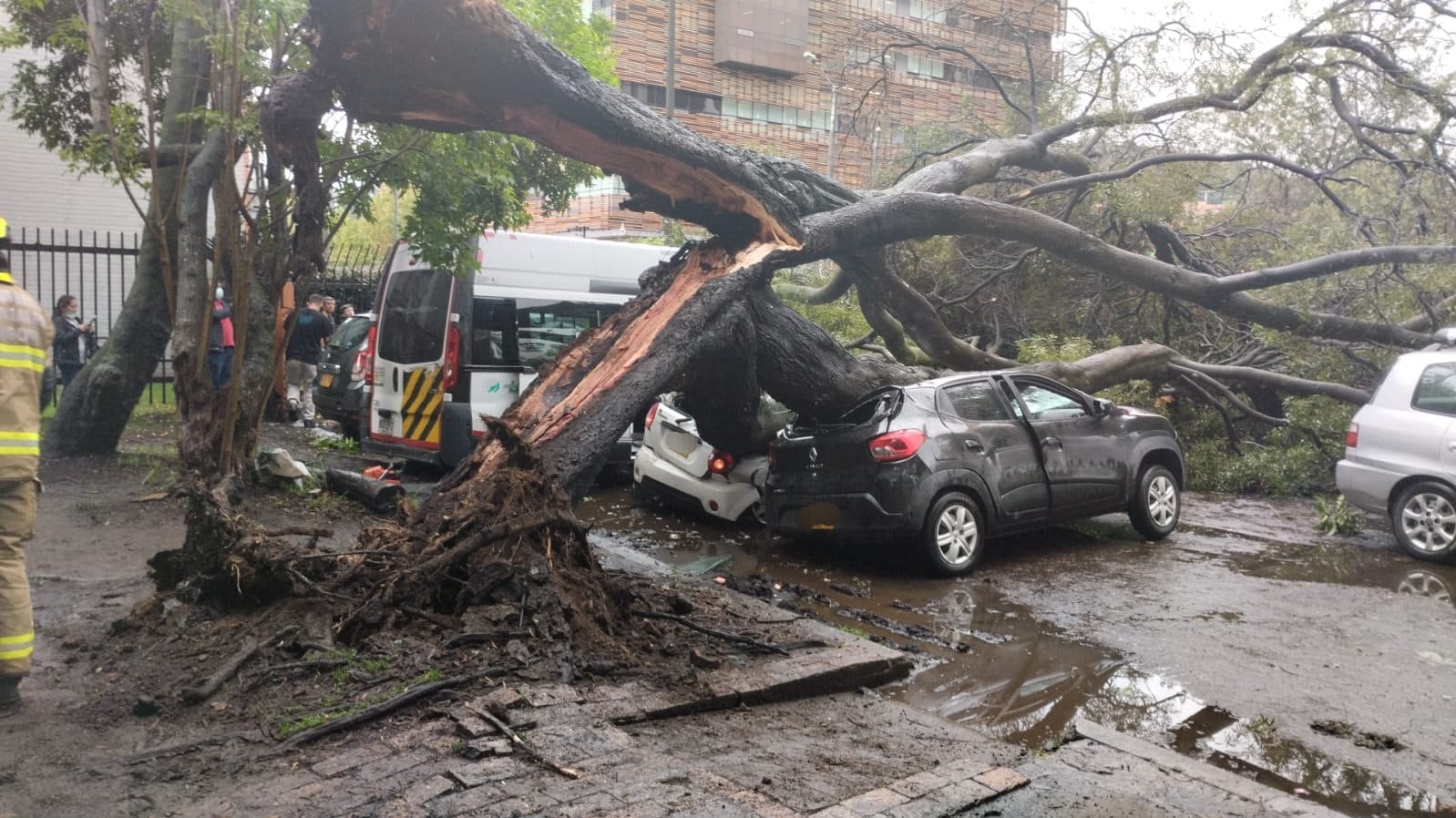 Enorme árbol cae sobre seis vehículos en Bogotá.