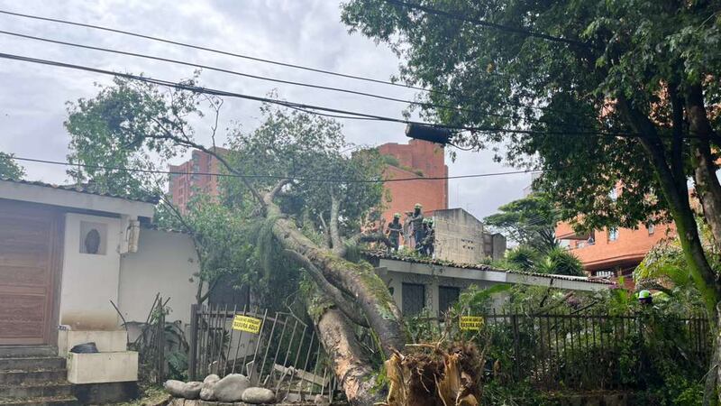Impresionante: Árbol de 18 metros cayó en una vivienda tras fuerte aguacero