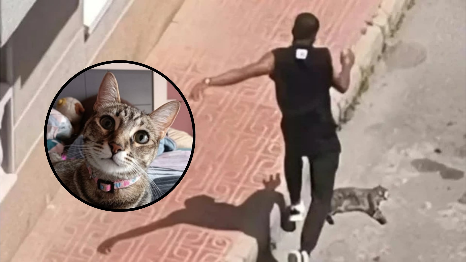 Nala, gata asesinada por colombiano deportado.