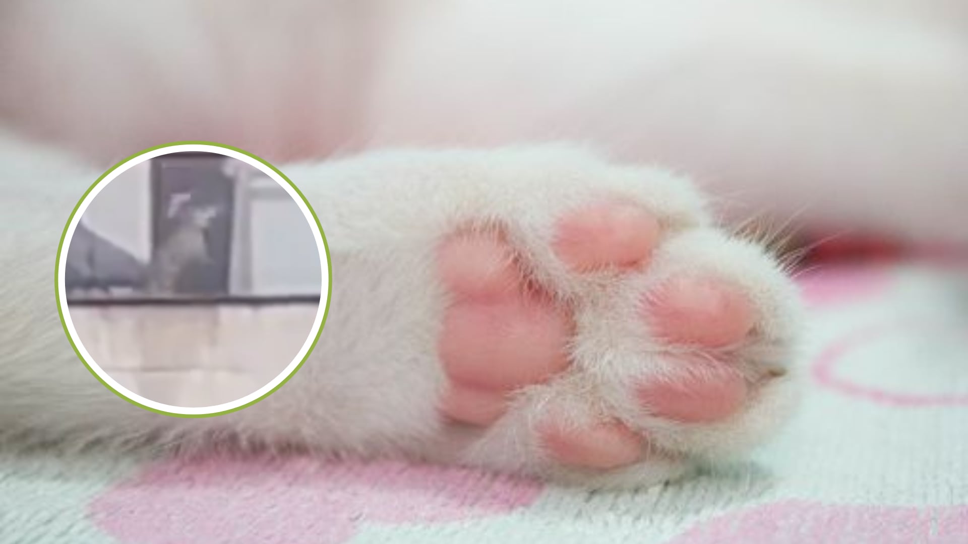 Nuevo caso de maltrato animal en Bogotá: un gato vive día y noche en un balcón