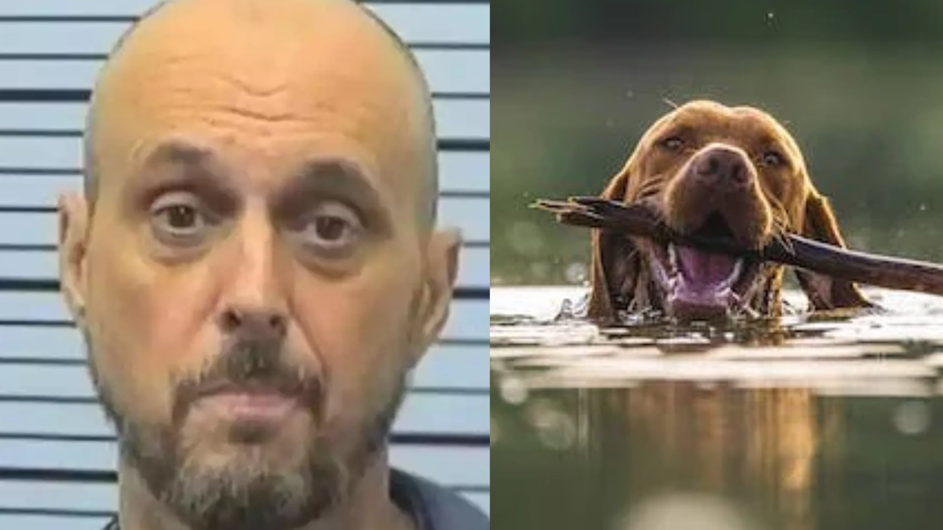 Hombre mató a su mascota.