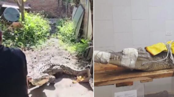Familia tenía un cocodrilo en el patio de la casa
