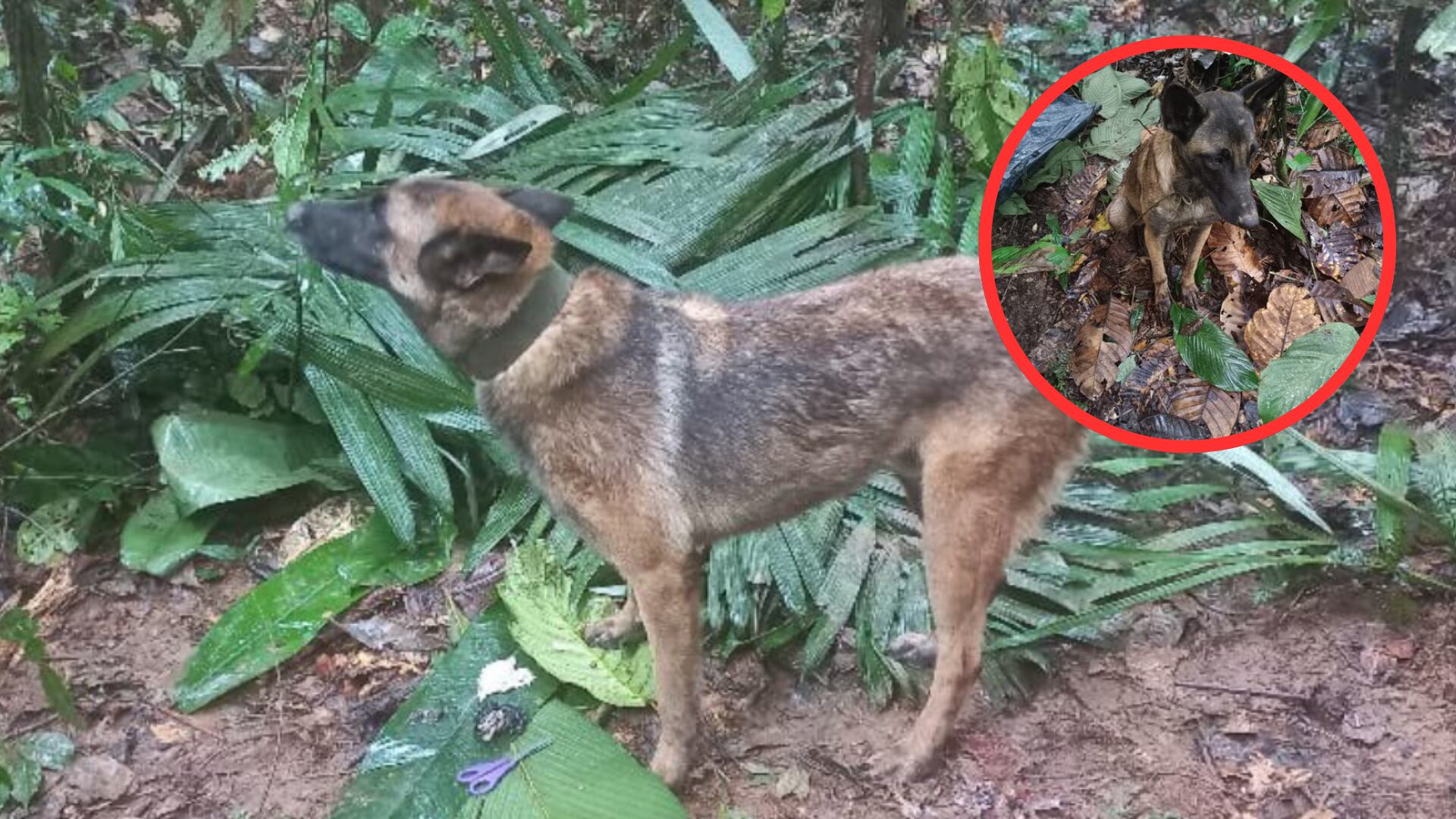 Nuevo video tomado por soldado muestra a un perro muy parecido a Wilson: hay esperanza que sea él