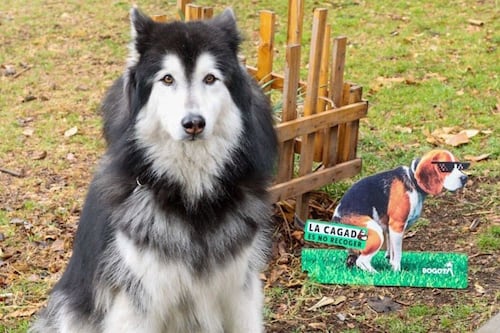 ¿No recoge el popó de su peludito? Pilas porque hay nueva campaña en Bogotá para los ‘cochinitos’