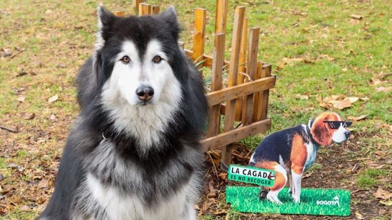 ¿No recoge el popó de su peludito? Pilas porque hay nueva campaña en Bogotá para los ‘cochinitos’