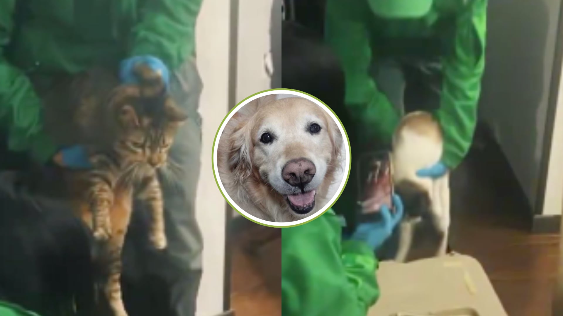 Rescataron a los gatos que vivían con el maltratador de animales en Usaquén: ambos felinos estaban deshidratados