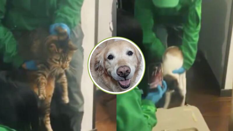 Rescataron a los gatos que vivían en el mismo apartamento de Samantha: ambos felinos estaban deshidratados