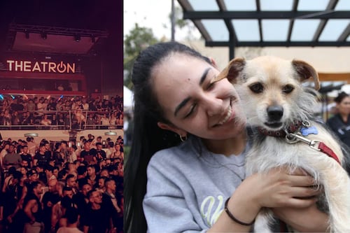 No es solo farra: Alcaldía de Bogotá hará jornada de adopción de perros y gatos en Theatron de Película