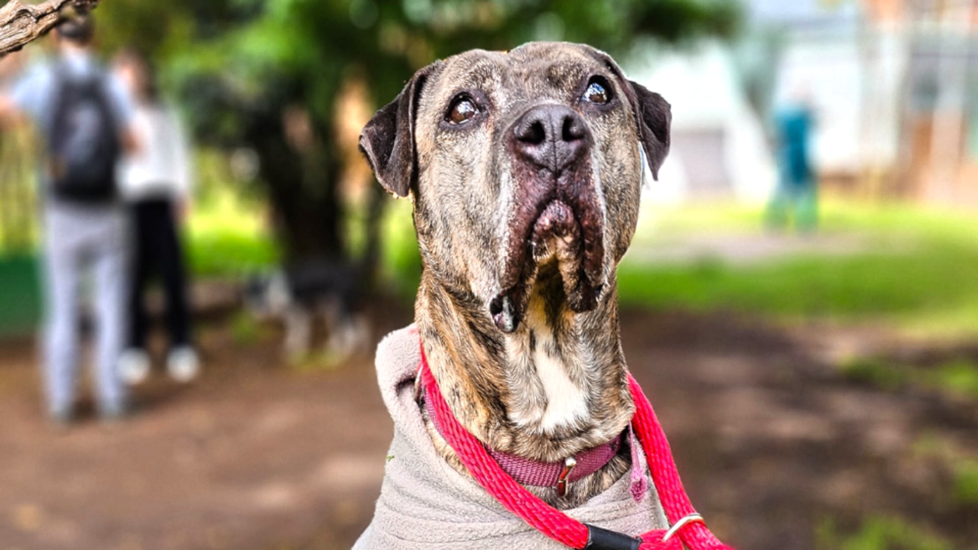 Después de 2.321 días finalmente adoptaron a Astra Milagros: una perrita de 15 años que estuvo seis buscando hogar