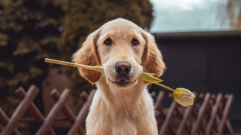 ¿Quién dijo que perros y gatos no pueden ser mejores amigos?
