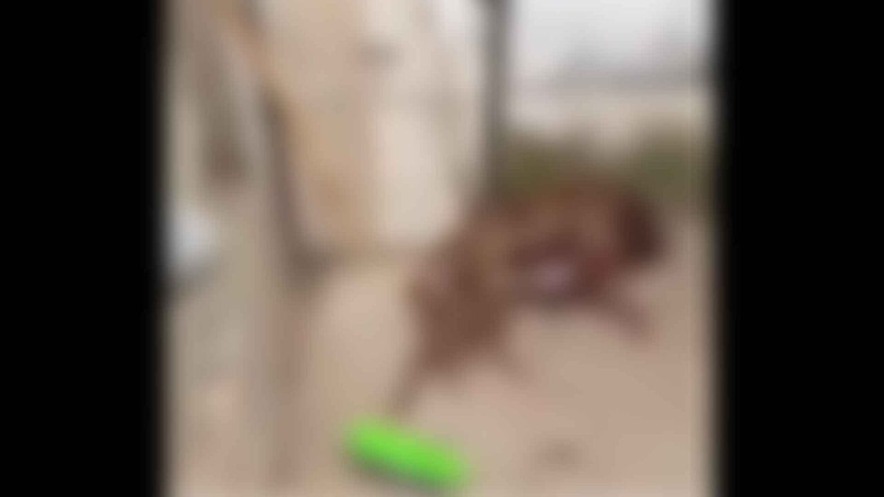 Los perros padecían hambre para estar débiles para la pelea.