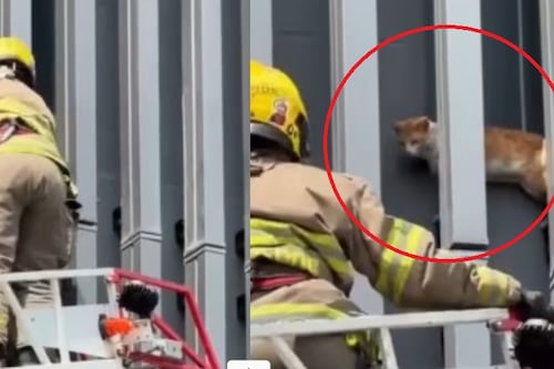 Minino en apuros: bomberos rescatan a un gato a siete metros de altura a punto de caer al vacío