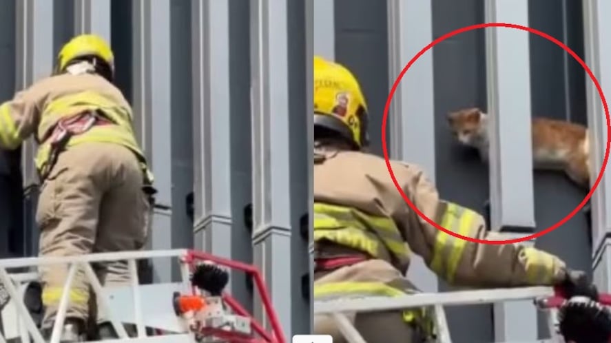 Foto así fue el heroico rescate de un gato que estaba a punto de caer al vacío.