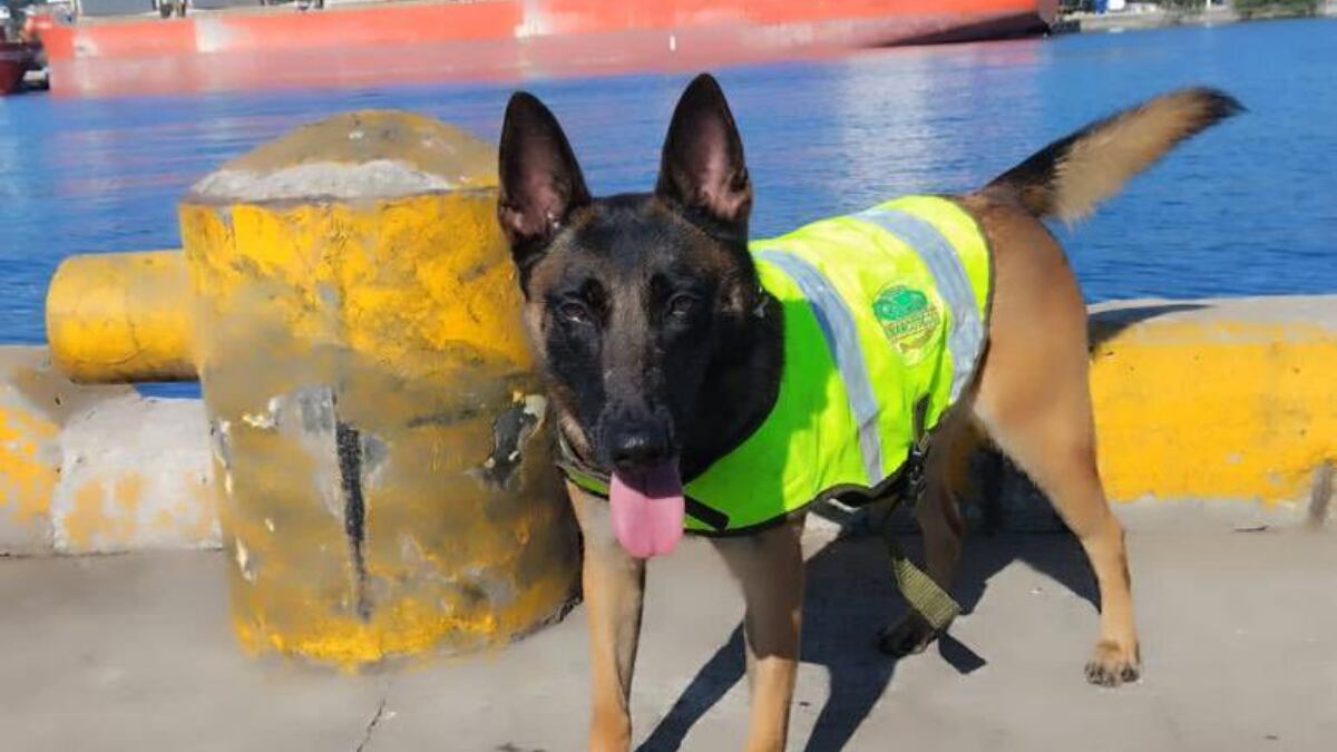 Murió Kenia, perrita policía, que terminó intoxicada en medio de un operativo