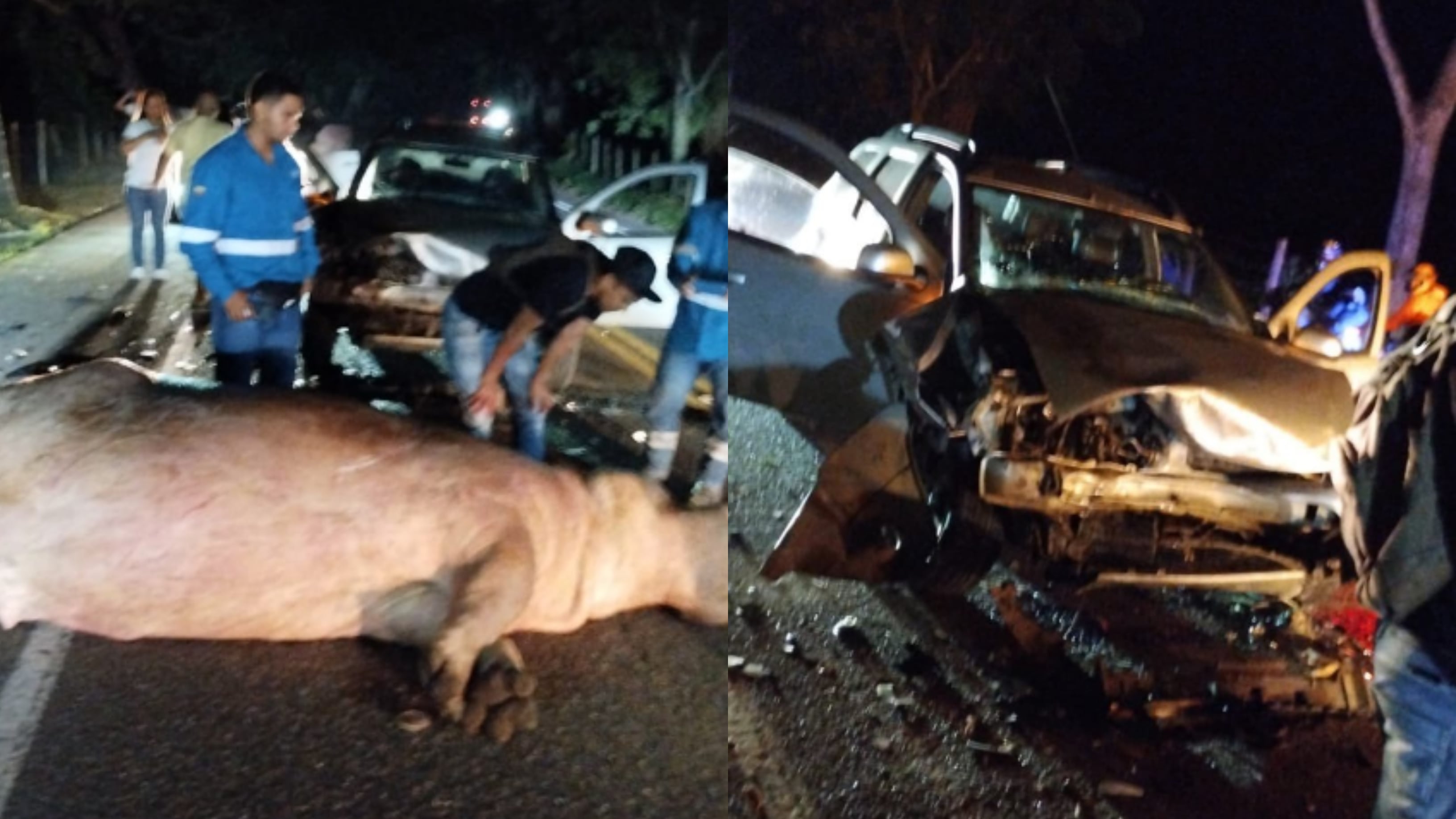 Accidente de hipopótamo en vía Medellín Bogotá