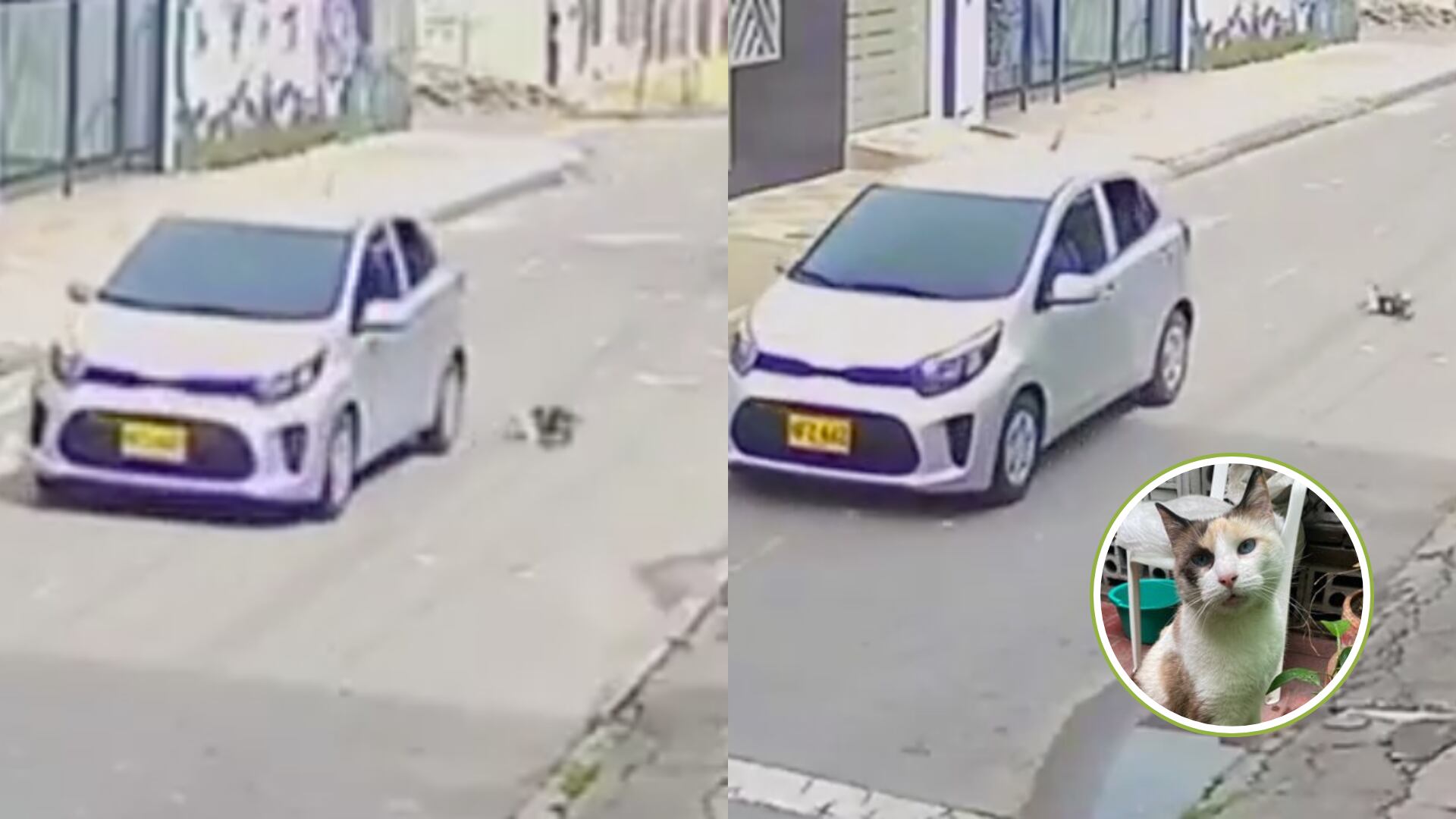 Lanzaron a una gata desde un carro en movimiento y la dejaron herida: están buscando a los responsables