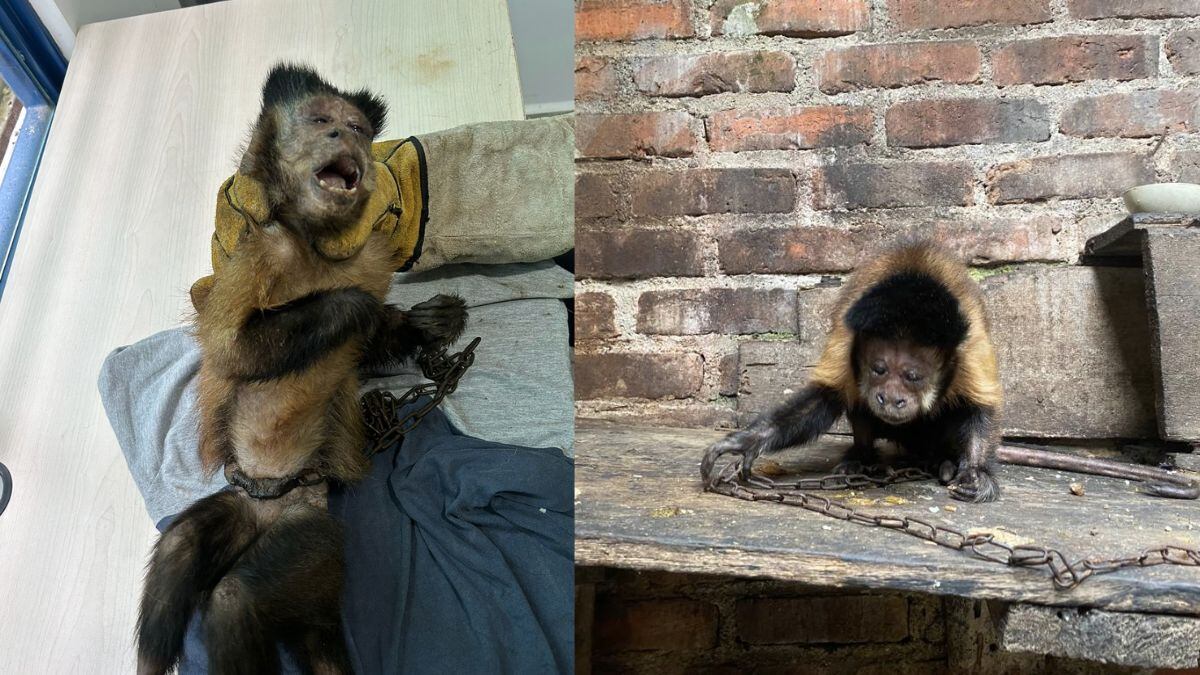 Gracias al llamado de una persona, las autoridades ambientales de Garzón, Huila, lograron el rescate de un mono maicero que estuvo en cautivero por más de tres décadas.