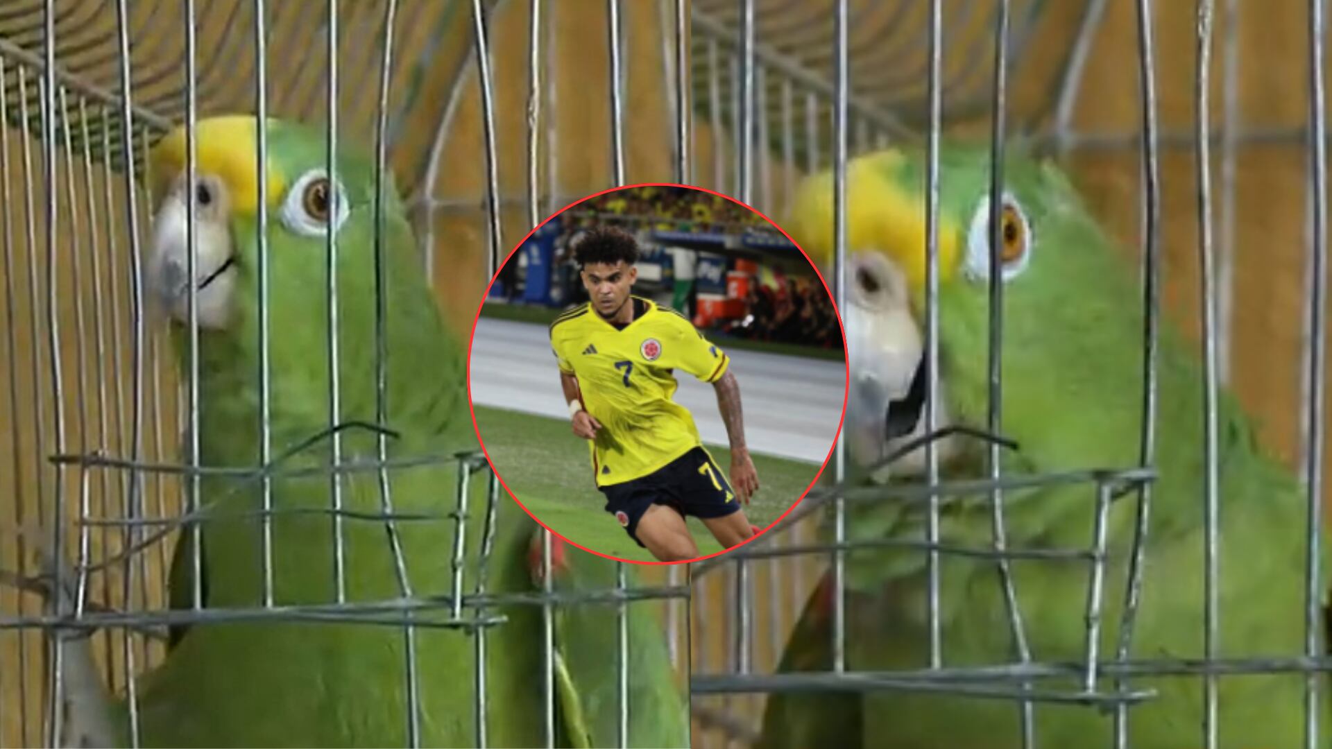 Él es 'Texano', el loro que es fan de la 'Sele' y que le hace competencia al 'cantante del gol'