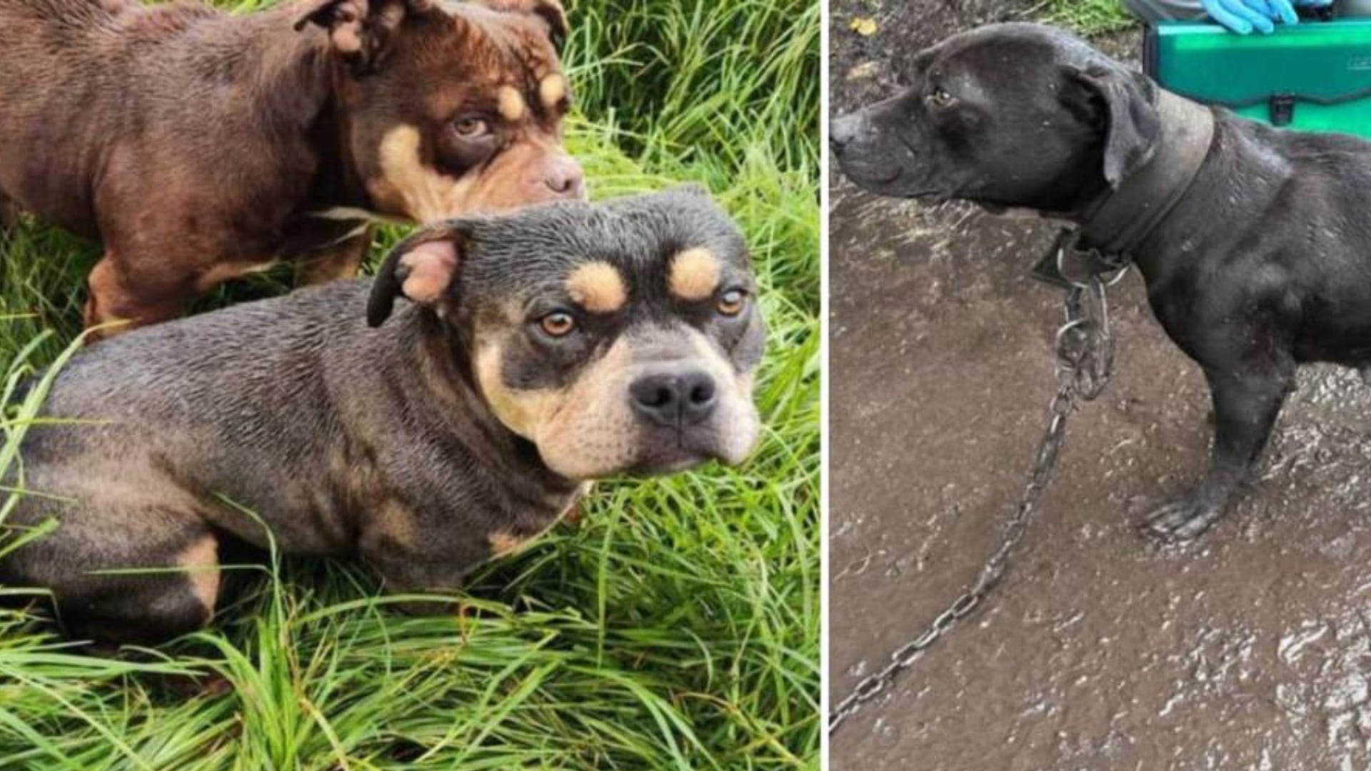 Perros rescatados en Ciudad Bolívar.