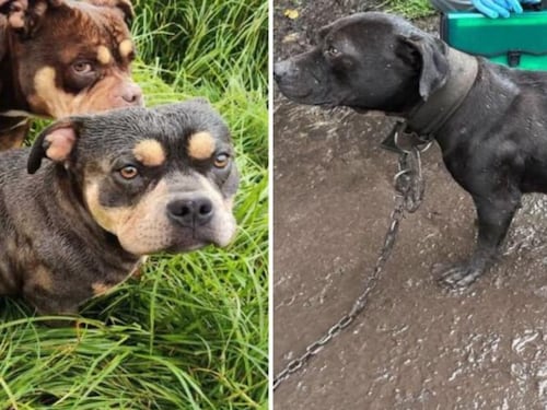 Lamentable: Rescatan a 11 perros y un cerdo en condiciones deplorables de un criadero ilegal en Ciudad Bolívar